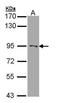 RasGAP-activating-like protein 1 antibody, GTX109520, GeneTex, Western Blot image 