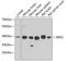 Mitogen-Activated Protein Kinase 1 antibody, orb12429, Biorbyt, Western Blot image 