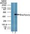 T antibody, PA5-23405, Invitrogen Antibodies, Western Blot image 