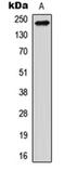 Reticulon 4 antibody, orb304573, Biorbyt, Western Blot image 