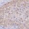 Pregnancy Specific Beta-1-Glycoprotein 4 antibody, HPA046327, Atlas Antibodies, Immunohistochemistry paraffin image 