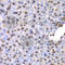 Unc-51 Like Kinase 4 antibody, A7471, ABclonal Technology, Immunohistochemistry paraffin image 