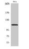 Caspase Recruitment Domain Family Member 10 antibody, A07686, Boster Biological Technology, Western Blot image 