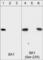 Sphingosine Kinase 1 antibody, SP1621, ECM Biosciences, Western Blot image 