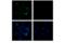 Elastase, Neutrophil Expressed antibody, 89241T, Cell Signaling Technology, Immunofluorescence image 