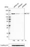 CCCTC-Binding Factor antibody, NBP2-52909, Novus Biologicals, Western Blot image 