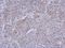 Glycerol-3-Phosphate Dehydrogenase 1 antibody, NBP2-16688, Novus Biologicals, Immunohistochemistry frozen image 