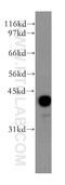Protein Phosphatase, Mg2+/Mn2+ Dependent 1A antibody, 12961-1-AP, Proteintech Group, Western Blot image 