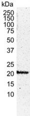 HRas Proto-Oncogene, GTPase antibody, MCA2884, Bio-Rad (formerly AbD Serotec) , Enzyme Linked Immunosorbent Assay image 