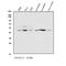 Actin Related Protein 3 antibody, A03423-2, Boster Biological Technology, Western Blot image 