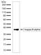 NFKB Inhibitor Alpha antibody, 701098, Invitrogen Antibodies, Western Blot image 