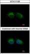 Intraflagellar Transport 57 antibody, GTX111125, GeneTex, Immunofluorescence image 