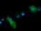 Mitogen-Activated Protein Kinase Kinase 1 antibody, LS-C174649, Lifespan Biosciences, Immunofluorescence image 
