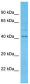 Tripartite Motif Containing 16 Like antibody, TA330798, Origene, Western Blot image 