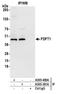 Farnesyl-Diphosphate Farnesyltransferase 1 antibody, A305-409A, Bethyl Labs, Immunoprecipitation image 