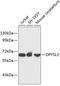 Dihydropyrimidinase Like 3 antibody, 19-180, ProSci, Western Blot image 