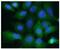 Aldolase, Fructose-Bisphosphate A antibody, GTX16497, GeneTex, Immunofluorescence image 