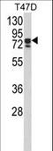 KH-Type Splicing Regulatory Protein antibody, LS-C165474, Lifespan Biosciences, Western Blot image 