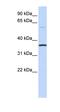 Chromosome 16 Open Reading Frame 46 antibody, orb325797, Biorbyt, Western Blot image 