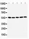 TGF-Beta Activated Kinase 1 (MAP3K7) Binding Protein 1 antibody, PA2288, Boster Biological Technology, Western Blot image 
