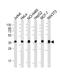 PURB antibody, M06224, Boster Biological Technology, Western Blot image 