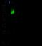CD46 Molecule antibody, GTX02355, GeneTex, Western Blot image 