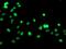 General Transcription Factor IIF Subunit 1 antibody, MA5-25660, Invitrogen Antibodies, Immunocytochemistry image 