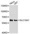 Solute Carrier Family 19 Member 1 antibody, LS-C747887, Lifespan Biosciences, Western Blot image 
