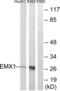 Empty Spiracles Homeobox 1 antibody, abx014530, Abbexa, Western Blot image 