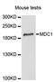 Mediator Of DNA Damage Checkpoint 1 antibody, LS-C747801, Lifespan Biosciences, Western Blot image 