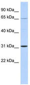 Zinc Finger Protein 691 antibody, TA345184, Origene, Western Blot image 