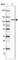 WW Domain Binding Protein 11 antibody, HPA049126, Atlas Antibodies, Western Blot image 