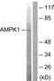 Protein Kinase AMP-Activated Catalytic Subunit Alpha 1 antibody, A30453, Boster Biological Technology, Western Blot image 