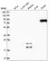 Sciellin antibody, HPA039737, Atlas Antibodies, Western Blot image 