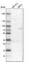 Epithelial Splicing Regulatory Protein 1 antibody, PA5-54872, Invitrogen Antibodies, Western Blot image 