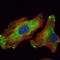 WNT Inhibitory Factor 1 antibody, M03247, Boster Biological Technology, Immunofluorescence image 