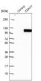 Cadherin-17 antibody, PA5-55342, Invitrogen Antibodies, Western Blot image 