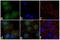 Bmk1 antibody, 720316, Invitrogen Antibodies, Immunofluorescence image 