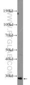 EGF Like Domain Multiple 8 antibody, 15429-1-AP, Proteintech Group, Western Blot image 