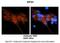 Eukaryotic Translation Initiation Factor 3 Subunit H antibody, PA5-43574, Invitrogen Antibodies, Immunohistochemistry frozen image 