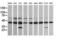 Mitogen-Activated Protein Kinase Kinase 1 antibody, LS-C174645, Lifespan Biosciences, Western Blot image 