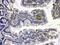 Calpain 2 antibody, A03492, Boster Biological Technology, Immunohistochemistry frozen image 