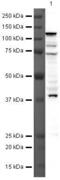 Spermatogenesis- and oogenesis-specific basic helix-loop-helix-containing protein 1 antibody, PA5-19704, Invitrogen Antibodies, Western Blot image 