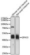 Glycoprotein A33 antibody, A15127, ABclonal Technology, Western Blot image 