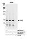 Chromobox 2 antibody, NBP1-40342, Novus Biologicals, Western Blot image 
