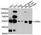 Cereblon antibody, LS-B14388, Lifespan Biosciences, Western Blot image 