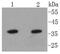 Annexin A10 antibody, NBP2-67600, Novus Biologicals, Western Blot image 