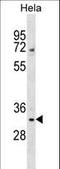 WD Repeat Domain 4 antibody, LS-C157365, Lifespan Biosciences, Western Blot image 
