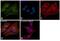 Egl-9 Family Hypoxia Inducible Factor 1 antibody, PA1-16525, Invitrogen Antibodies, Immunofluorescence image 