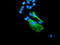 Bestrophin 3 antibody, TA501878, Origene, Immunofluorescence image 
